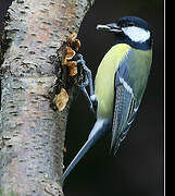 Great Tit