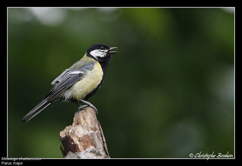 Great Tit, identification, song