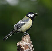 Great Tit