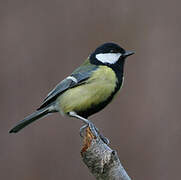 Great Tit