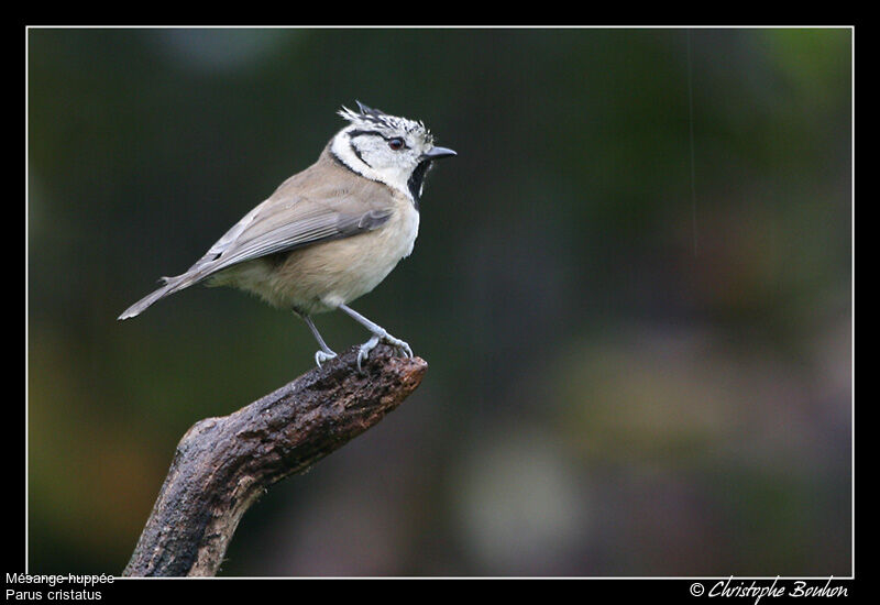 European Crested Tit