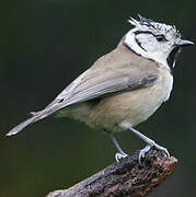 European Crested Tit