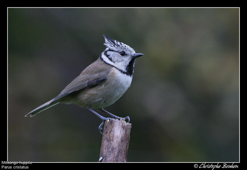 European Crested Tit