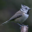 Mésange huppée