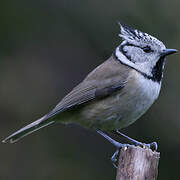 European Crested Tit