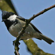 Coal Tit