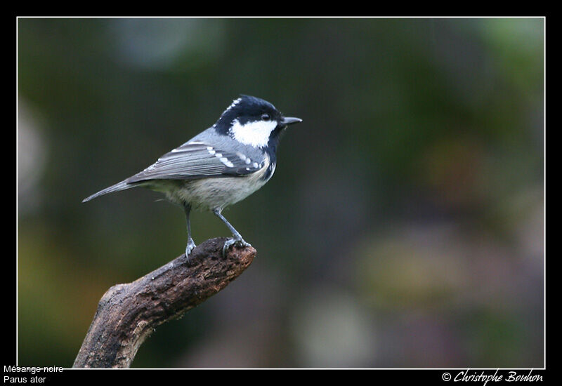 Mésange noire