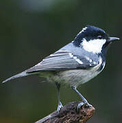 Coal Tit