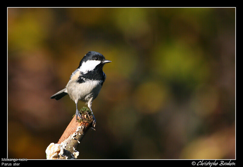 Mésange noire