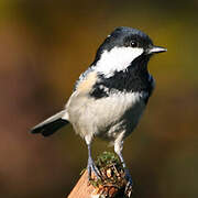 Coal Tit