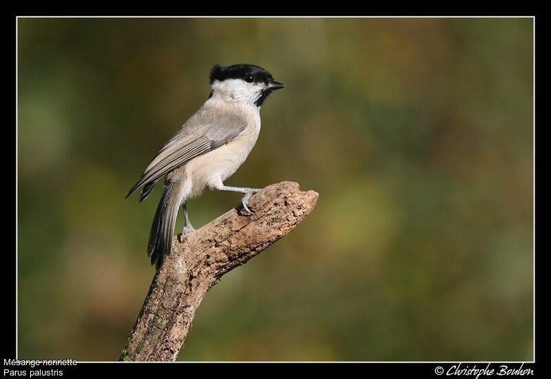 Marsh Tit