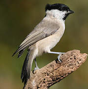 Marsh Tit