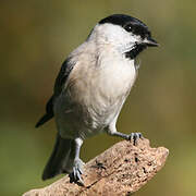 Marsh Tit