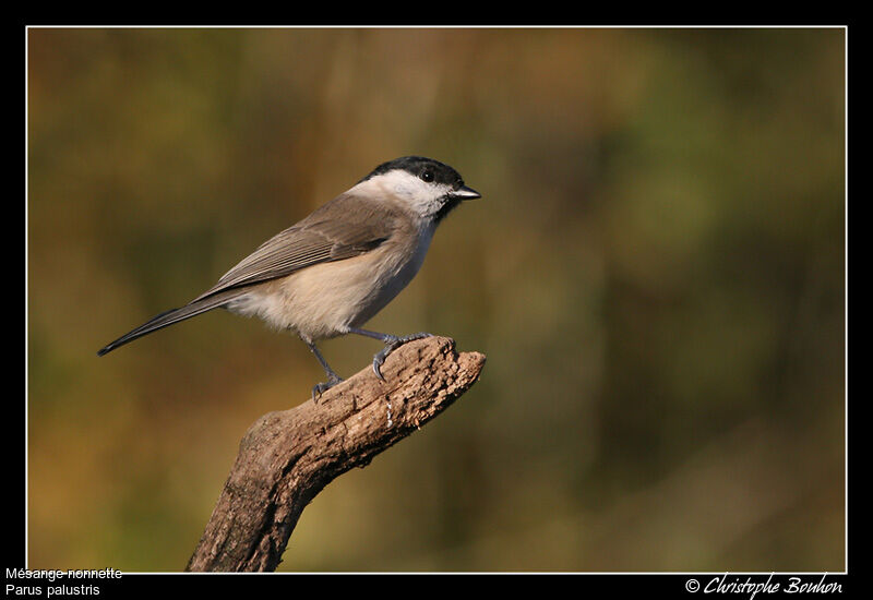 Marsh Tit