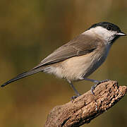 Marsh Tit