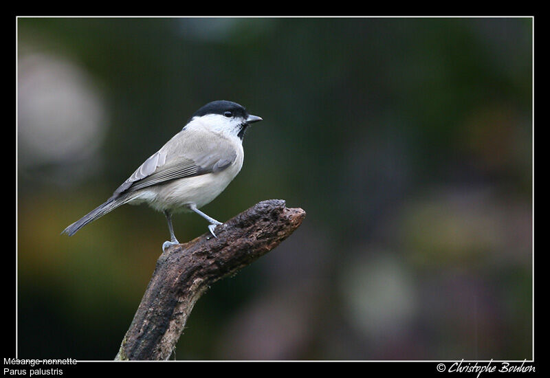 Marsh Tit