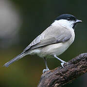 Mésange nonnette