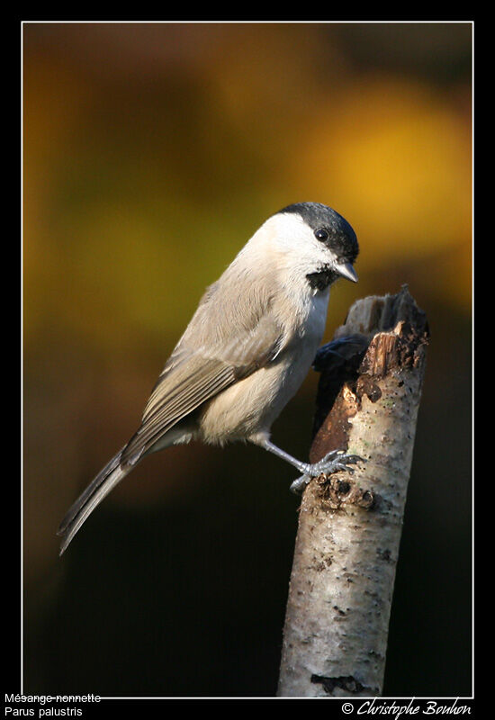 Marsh Tit