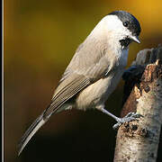 Marsh Tit