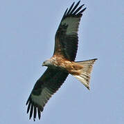 Red Kite