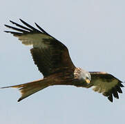 Red Kite