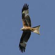 Red Kite