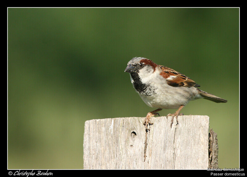 House Sparrow male adult