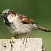 Moineau domestique