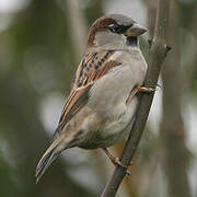 House Sparrow