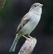 Moineau domestique