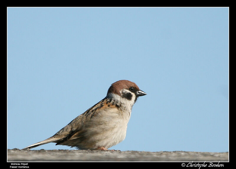 Eurasian Tree Sparrow male adult