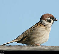 Eurasian Tree Sparrow