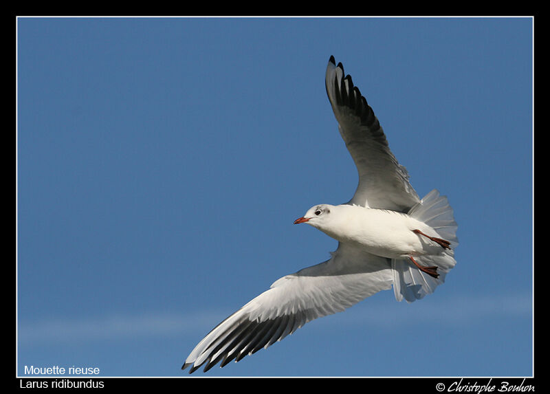 Mouette rieuse