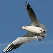 Mouette rieuse