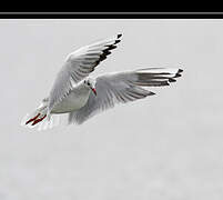 Black-headed Gull