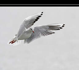 Mouette rieuse