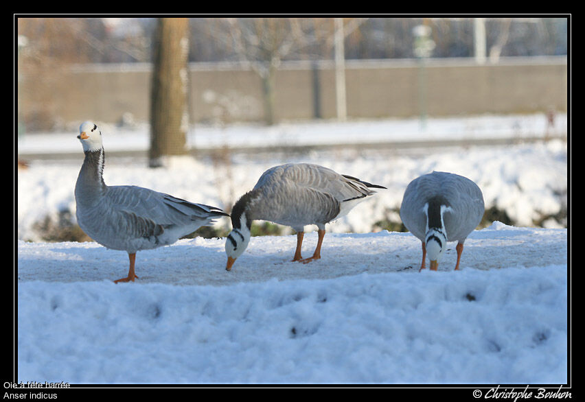 Bar-headed Goose, identification