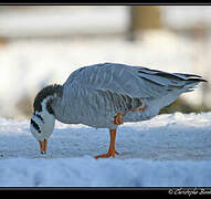 Bar-headed Goose