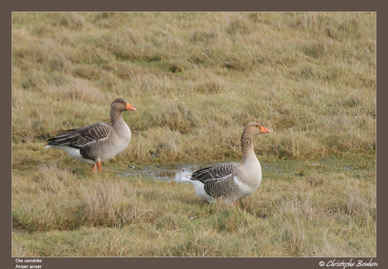 Greylag Goose