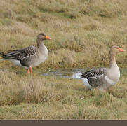 Greylag Goose