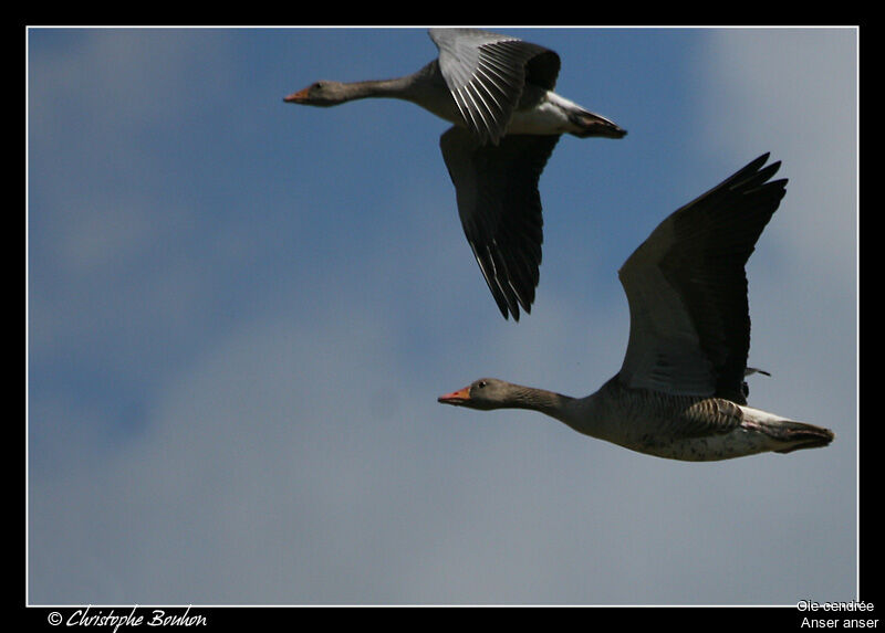 Greylag Goose