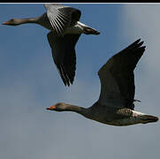 Greylag Goose