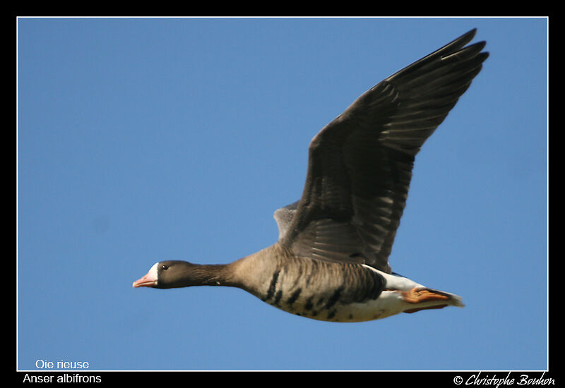 Greater White-fronted Gooseadult