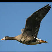 Greater White-fronted Goose