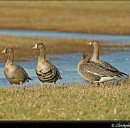 Greater White-fronted Goose