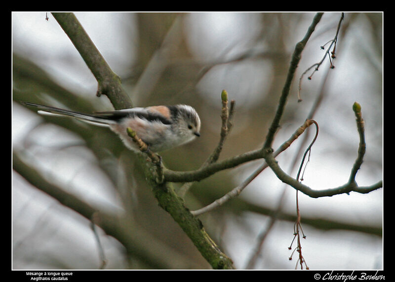 Long-tailed Tit