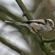 Long-tailed Tit