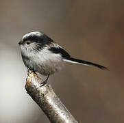 Long-tailed Tit