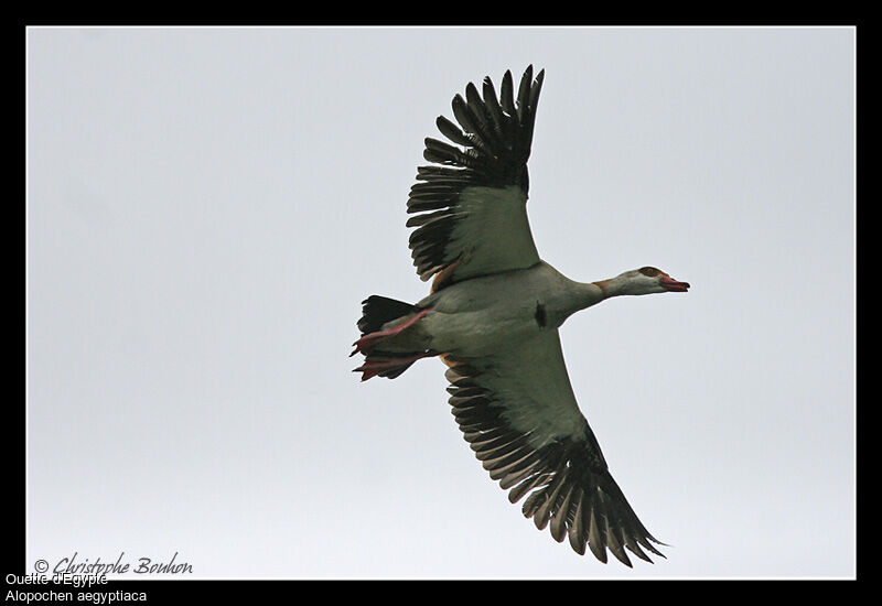 Egyptian Goose, Flight