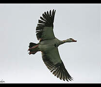 Egyptian Goose